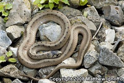 Dekay's Brownsnake (Storeria dekayi)