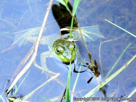 American Bullfrog (Lithobates catesbeianus)