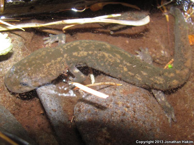 Cope's Giant Salamander (Dicamptodon copei)