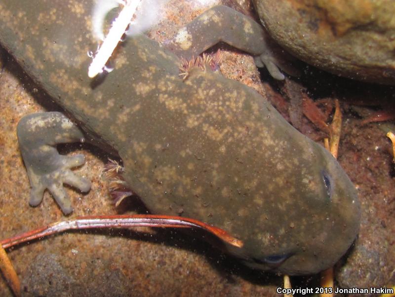 Cope's Giant Salamander (Dicamptodon copei)