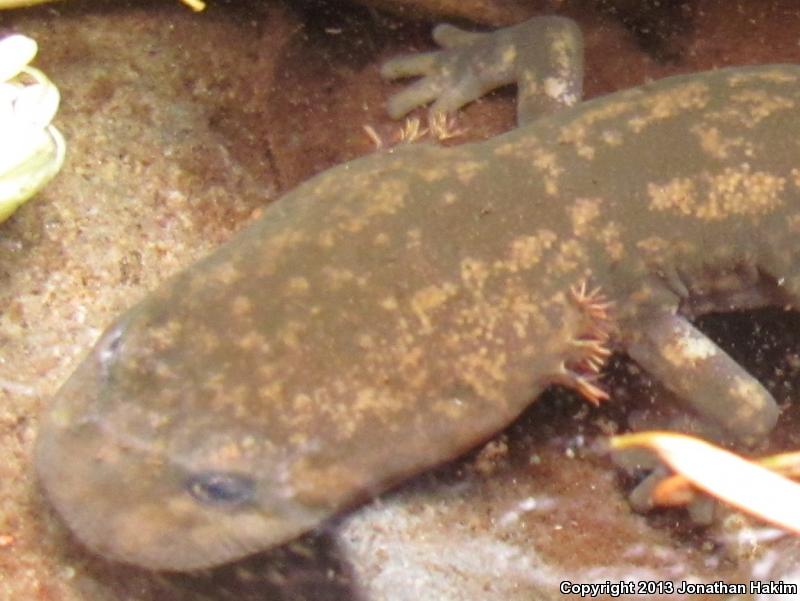 Cope's Giant Salamander (Dicamptodon copei)