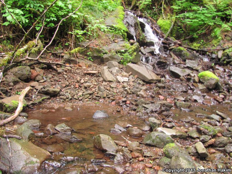 Cope's Giant Salamander (Dicamptodon copei)