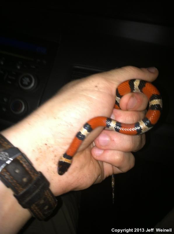 Louisiana Milksnake (Lampropeltis triangulum amaura)