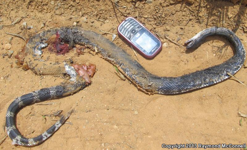 Black Pinesnake (Pituophis melanoleucus lodingi)