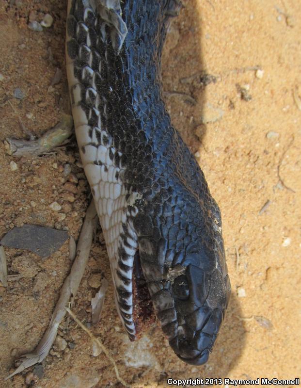 Black Pinesnake (Pituophis melanoleucus lodingi)