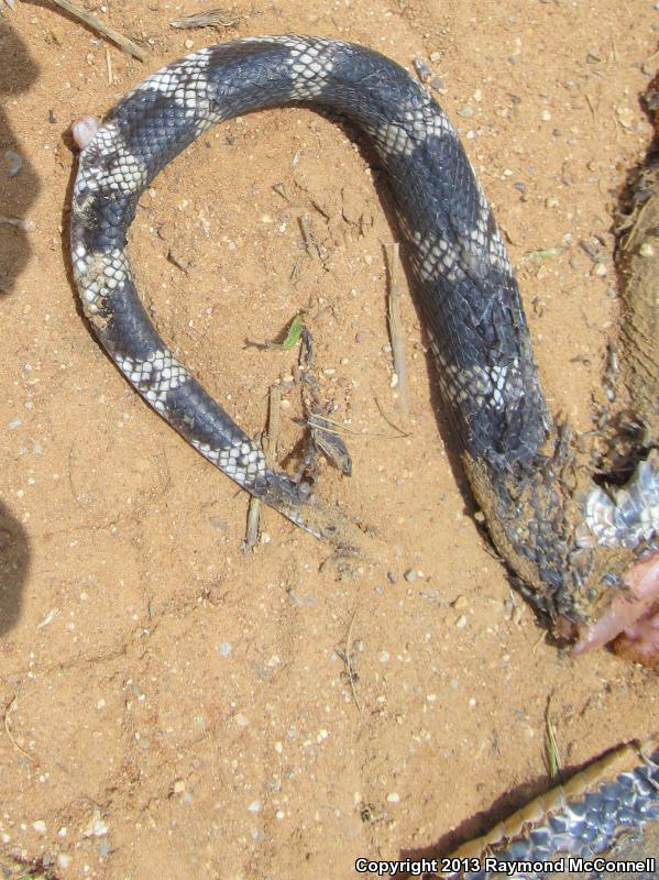 Black Pinesnake (Pituophis melanoleucus lodingi)