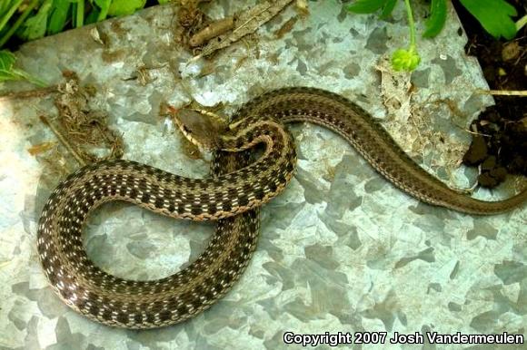 Eastern Gartersnake (Thamnophis sirtalis sirtalis)