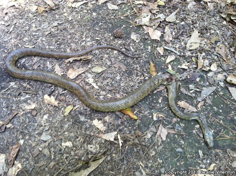 Tan Racer (Coluber constrictor etheridgei)