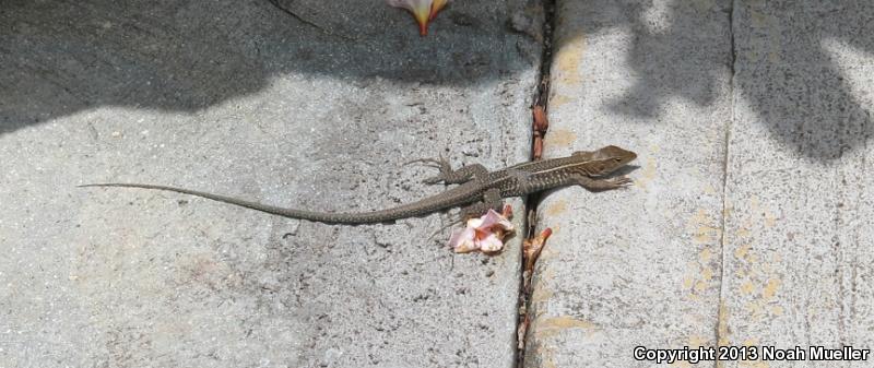 Ameivas (Ameiva)