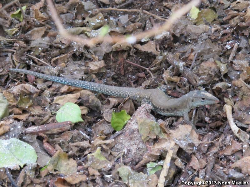 Ameivas (Ameiva)