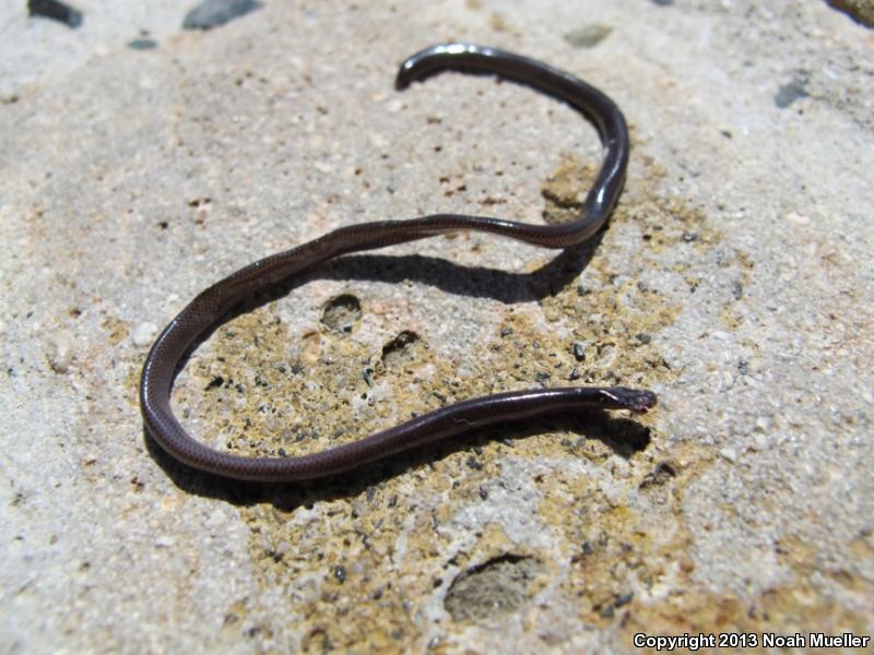 Common Blind Wormsnakes (Typhlops)