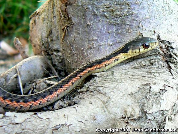 Eastern Gartersnake (Thamnophis sirtalis sirtalis)