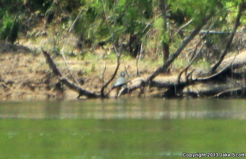 Barbour's Map Turtle (Graptemys barbouri)