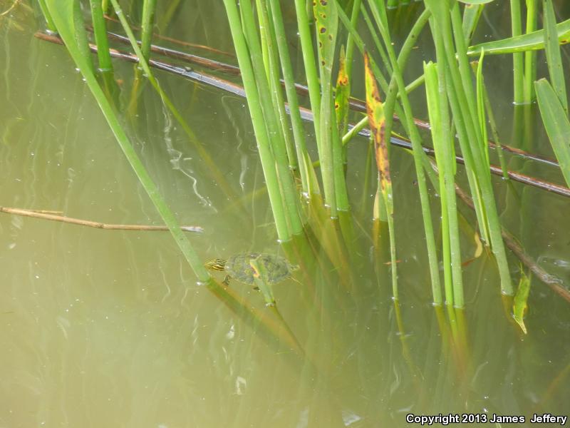 Alabama Red-bellied Cooter (Pseudemys alabamensis)