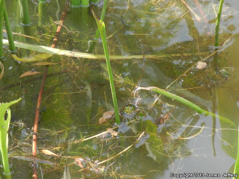 Alabama Red-bellied Cooter (Pseudemys alabamensis)