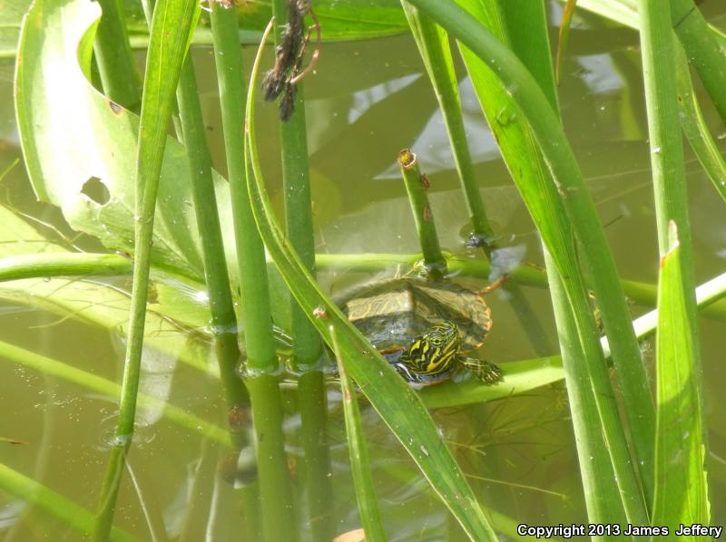 Alabama Red-bellied Cooter (Pseudemys alabamensis)