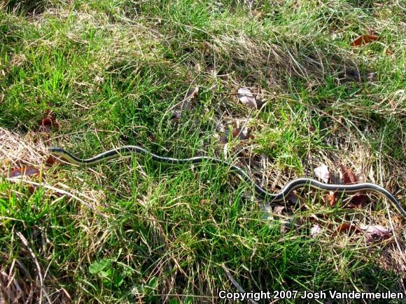 Eastern Gartersnake (Thamnophis sirtalis sirtalis)