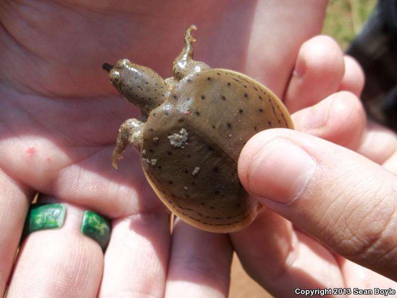 Gulf Coast Spiny Softshell (Apalone spinifera aspera)