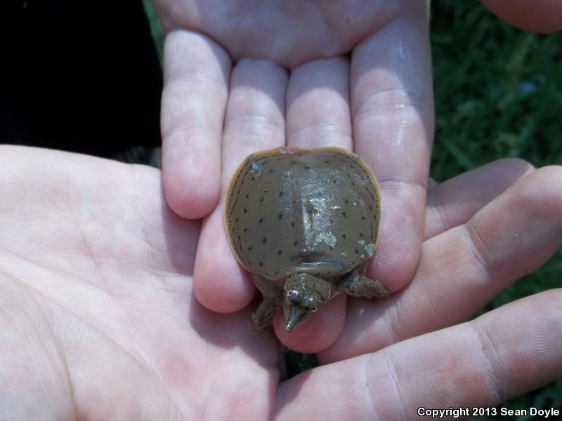 Gulf Coast Spiny Softshell (Apalone spinifera aspera)