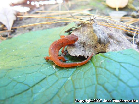 Red-Spotted Newt (Notophthalmus viridescens viridescens)