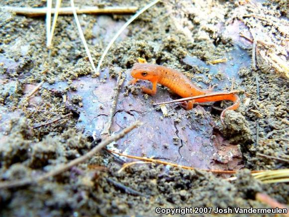 Red-Spotted Newt (Notophthalmus viridescens viridescens)