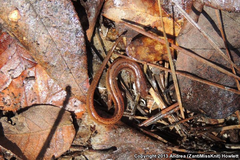 Chamberlain's Dwarf Salamander (Eurycea chamberlaini)