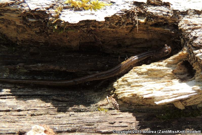 Chamberlain's Dwarf Salamander (Eurycea chamberlaini)