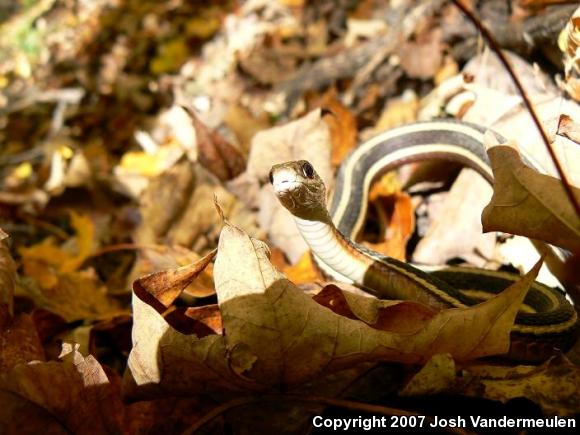 Northern Ribbonsnake (Thamnophis sauritus septentrionalis)