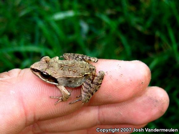 Wood Frog (Lithobates sylvaticus)