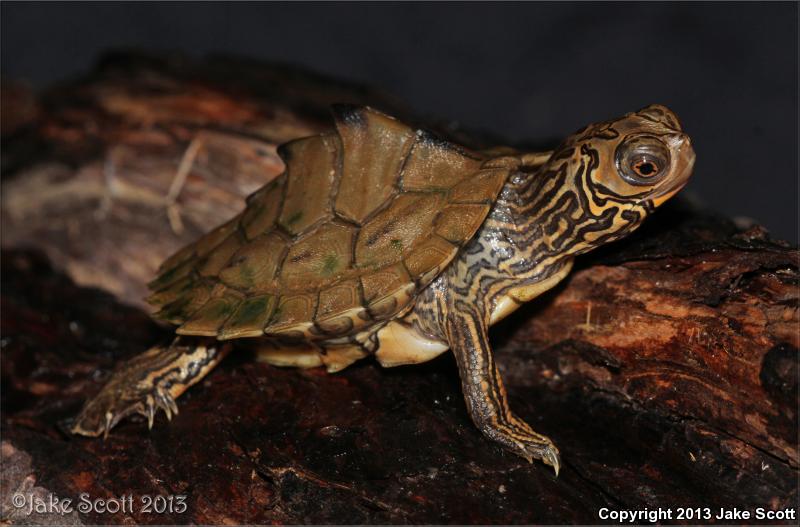 Barbour's Map Turtle (Graptemys barbouri)