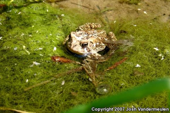 Eastern American Toad (Anaxyrus americanus americanus)