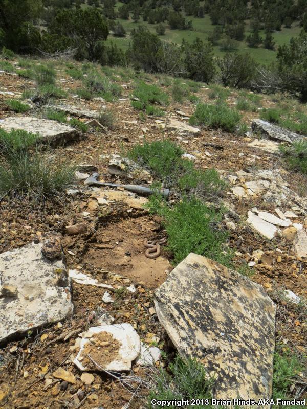 Mesa Verde Nightsnake (Hypsiglena chlorophaea loreala)