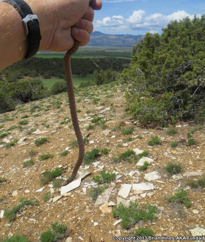 Mesa Verde Nightsnake (Hypsiglena chlorophaea loreala)