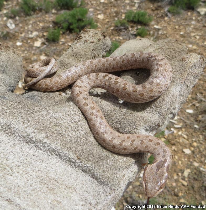 Mesa Verde Nightsnake (Hypsiglena chlorophaea loreala)