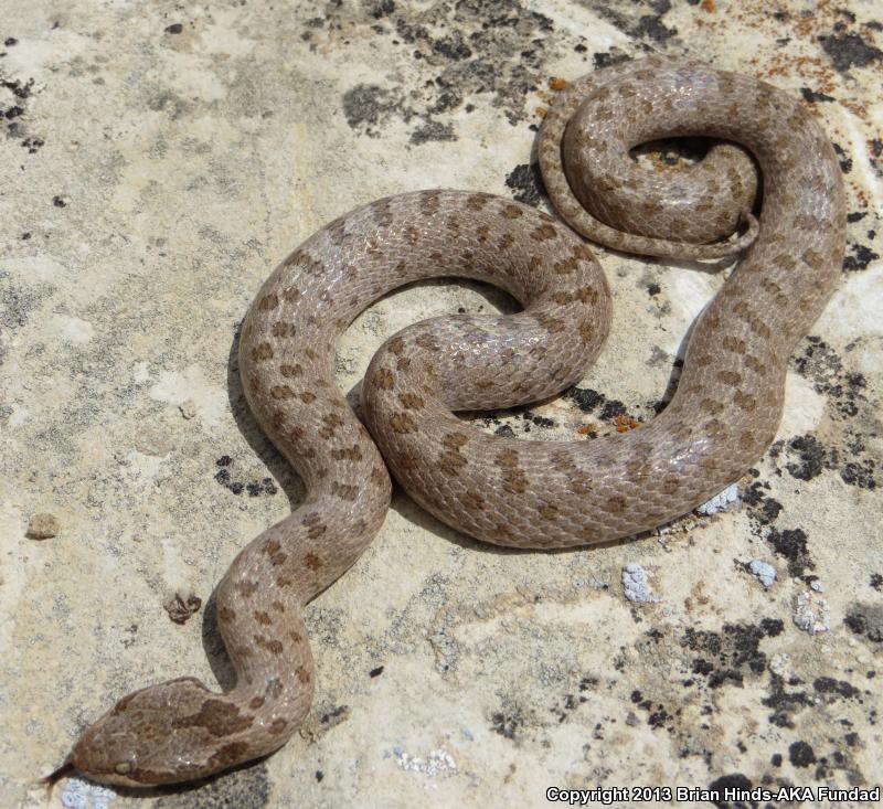 Mesa Verde Nightsnake (Hypsiglena chlorophaea loreala)