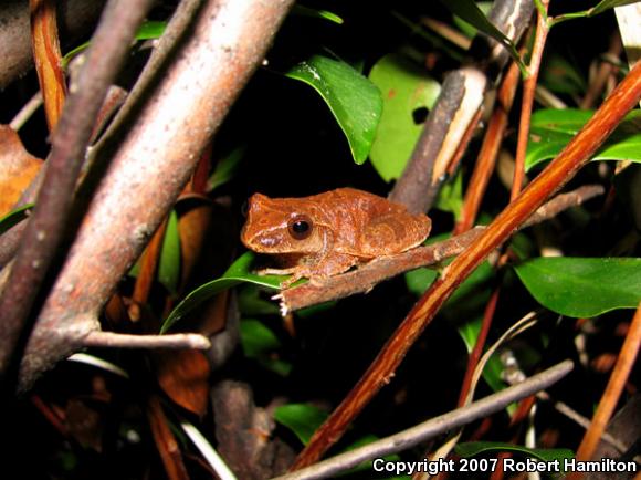 Northern Spring Peeper (Pseudacris crucifer crucifer)