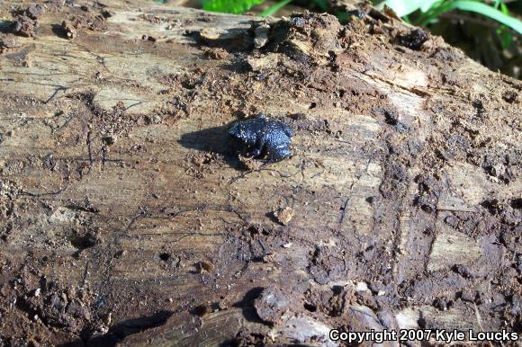 Eastern Narrow-mouthed Toad (Gastrophryne carolinensis)