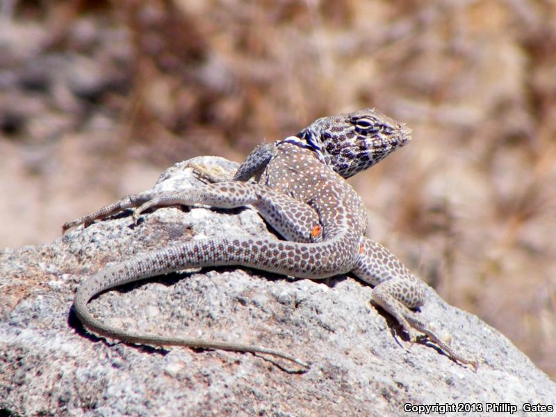 Desert Collared Lizard (Crotaphytus insularis)