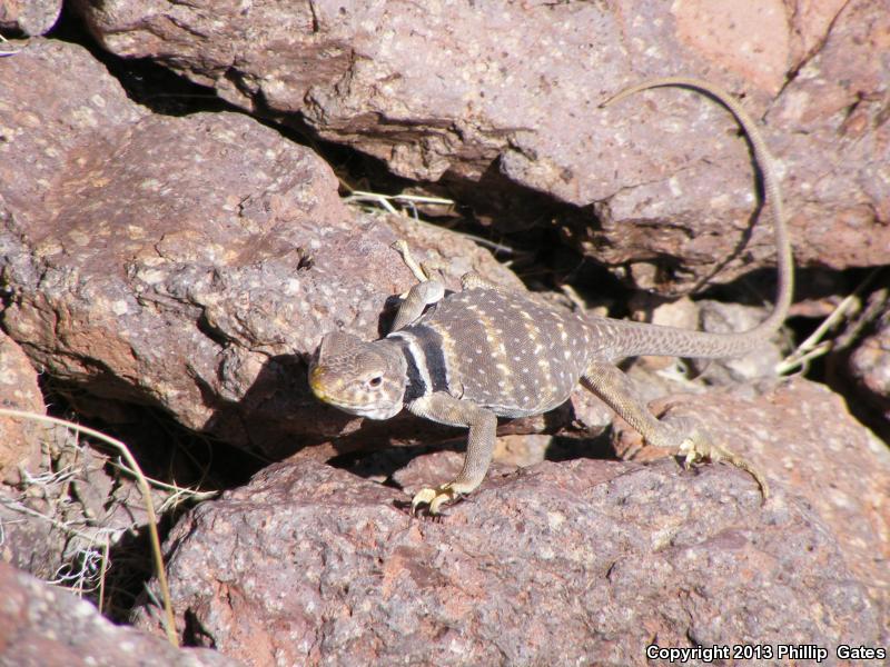 Desert Collared Lizard (Crotaphytus insularis)