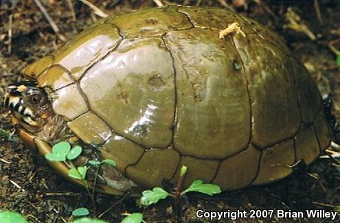 Three-toed Box Turtle (Terrapene carolina triunguis)