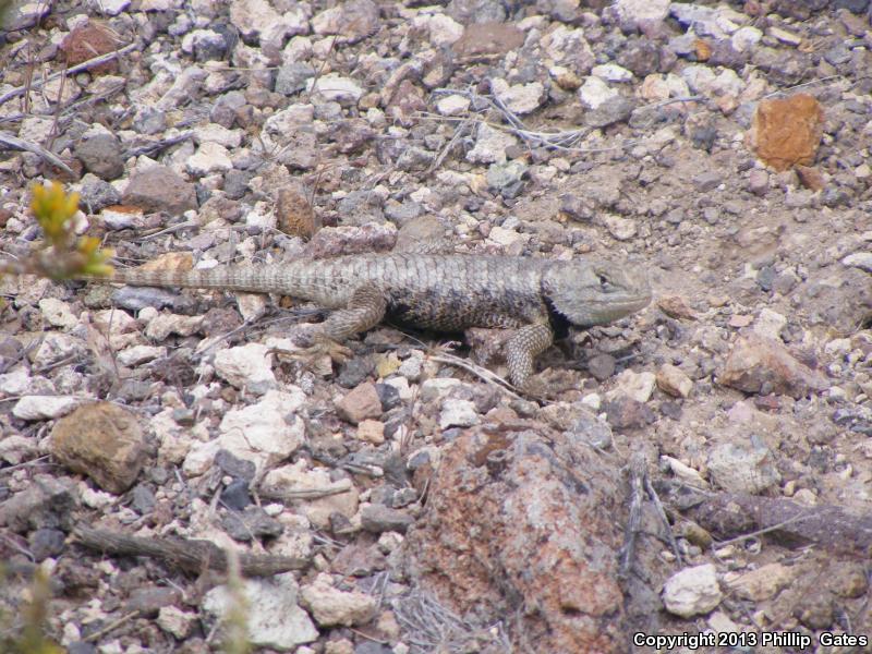 Barred Spiny Lizard (Sceloporus magister transversus)