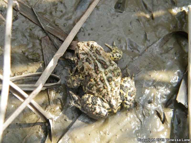 Canadian Toad (Anaxyrus hemiophrys)