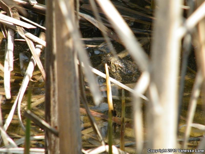 Canadian Toad (Anaxyrus hemiophrys)