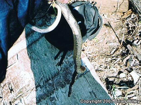 Black Ratsnake (Pantherophis obsoletus obsoletus)