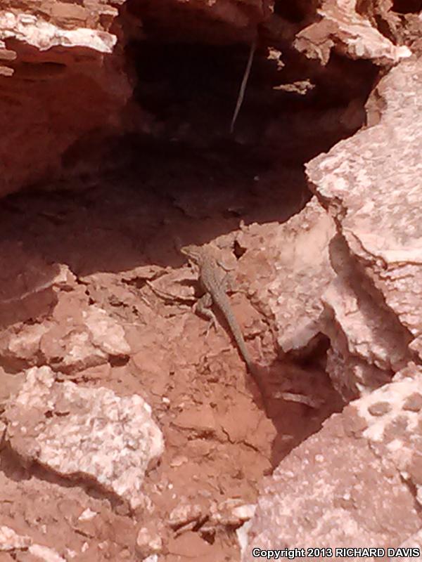 Tropical Whiptails (Cnemidophorus)