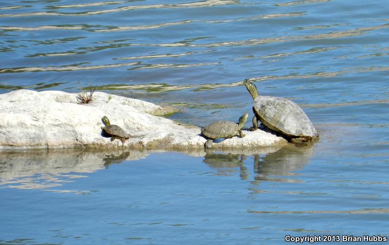 Texas Map Turtle (Graptemys versa)