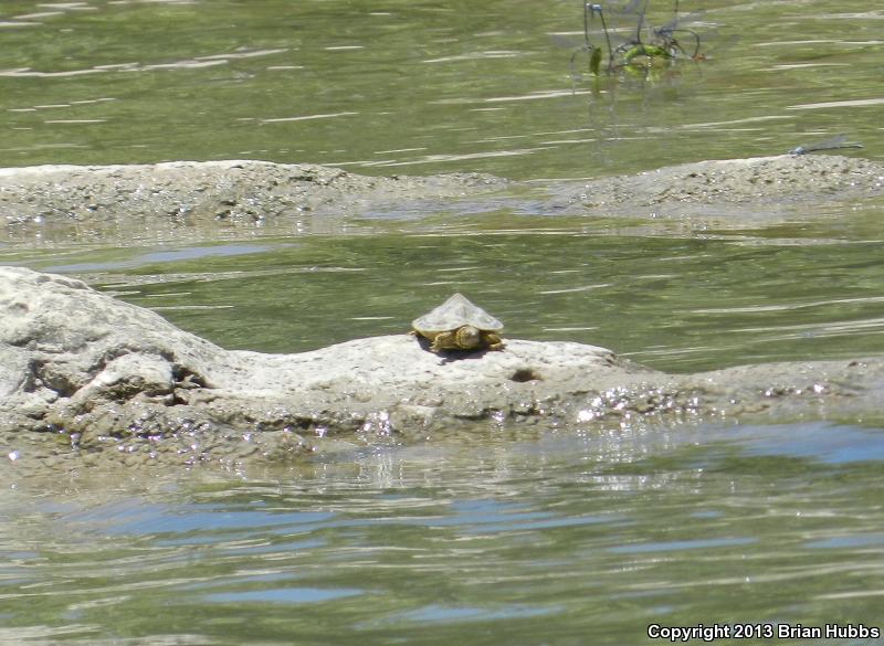 Texas Map Turtle (Graptemys versa)