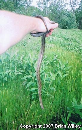 Prairie Kingsnake (Lampropeltis calligaster calligaster)