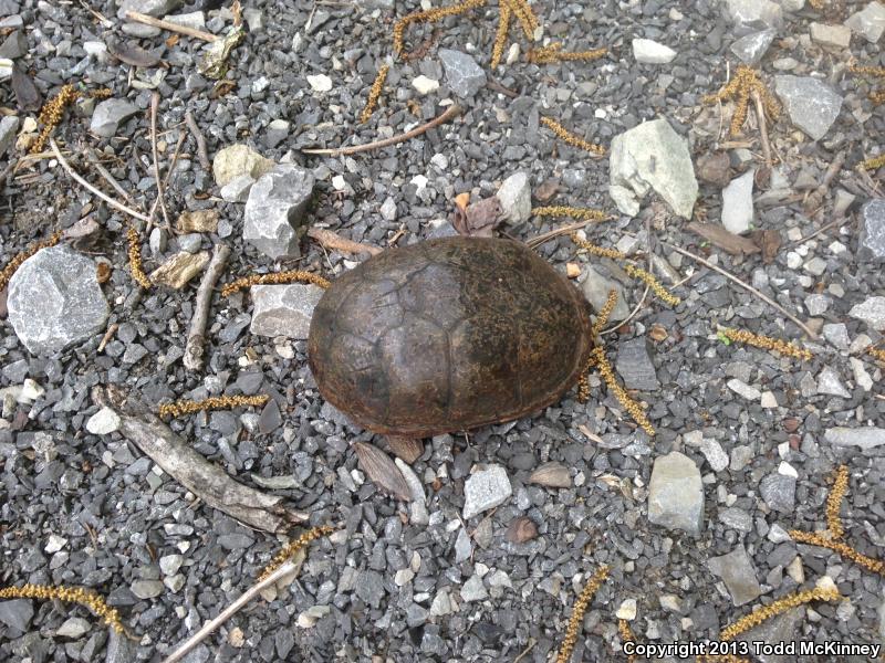 Mississippi Mud Turtle (Kinosternon subrubrum hippocrepis)