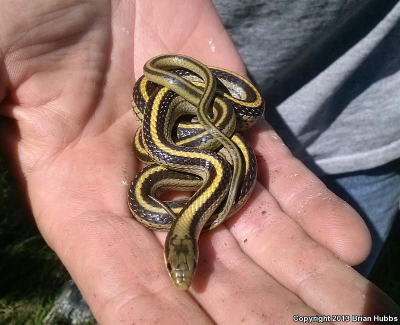 Texas Patch-nosed Snake (Salvadora grahamiae lineata)
